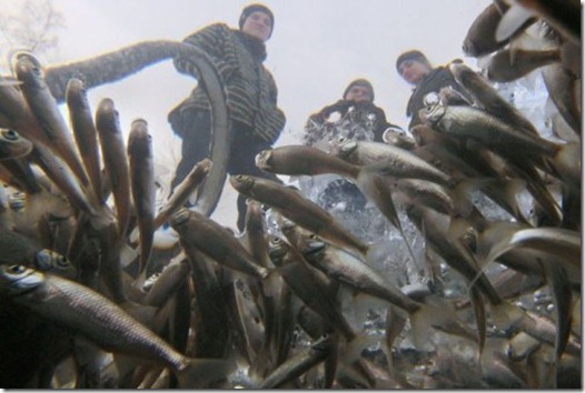 Russia Fish