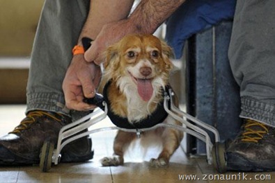 Hoppa_the_Roller_Dog_2