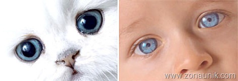 [BABIES-CATS-5[2].jpg]