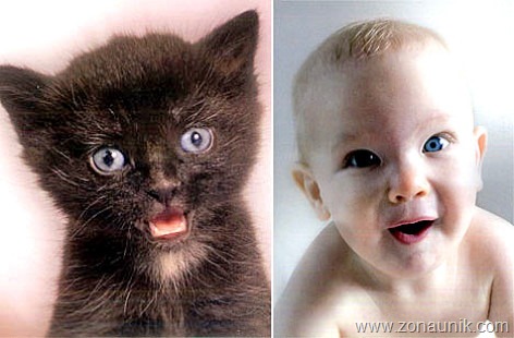 [BABIES-CATS-6[2].jpg]
