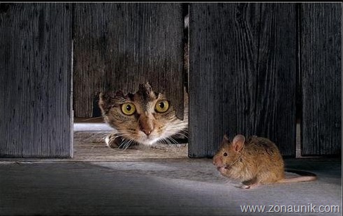 [Mice-And-Cats-2[6].jpg]