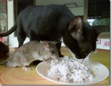 Mice-And-Cats-7