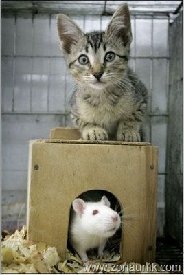 [Mice-And-Cats-17[6].jpg]