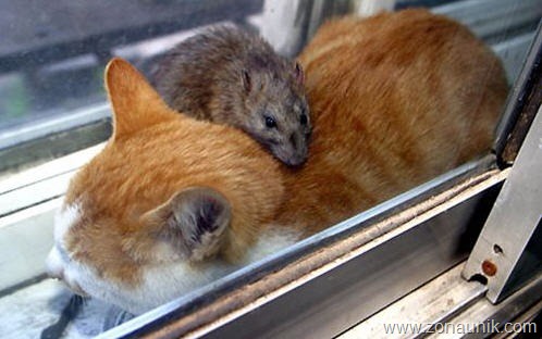 [Mice-And-Cats-9[5].jpg]