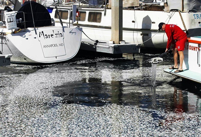 [MillionsdeadfishturnedupKingHarborMarinaLosAngelesCountycoastRedondoBeach8[3].jpg]