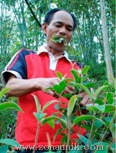 pemakan rumput