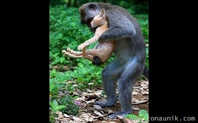 monyet_kucing
