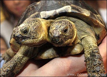 two-headed_turtle_2_20091115_2055649655