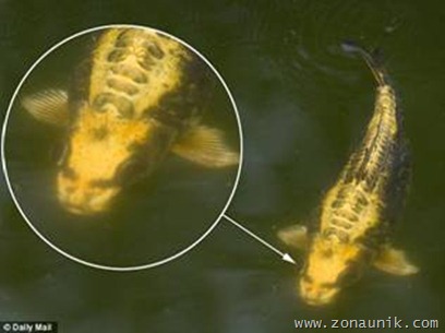 ikan-berwajah-manusia