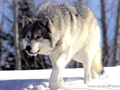 [aar grey wolf[3].jpg]
