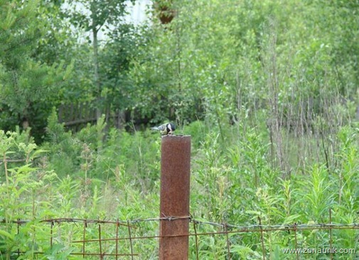 Burung dalam lubang (2)
