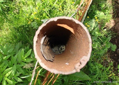 Burung dalam lubang (3)