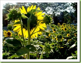 DSC00021 021 sunflower