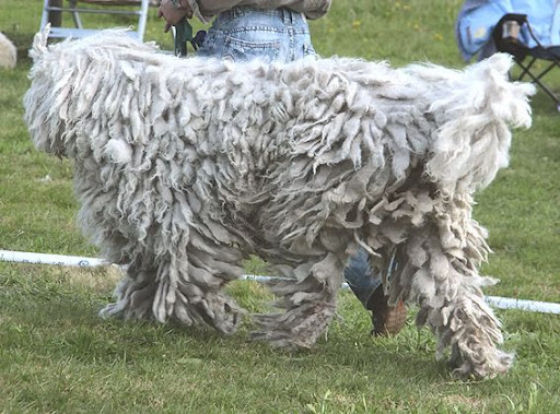 as%20komondor%20draf%20a.jpg