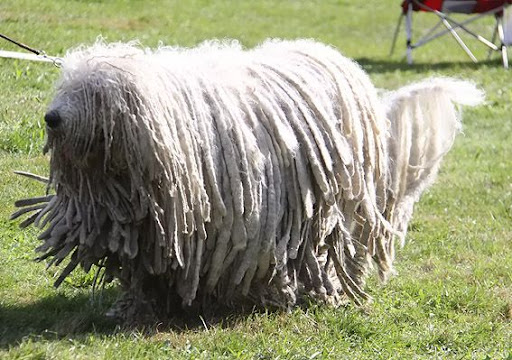 as%20komondor%20draf%20c.jpg