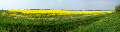 Aldreth yellow fields_Panorama1-1.jpg