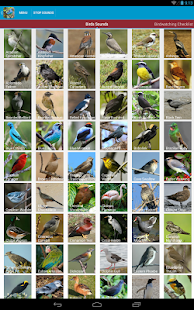 South American Birds Sounds Screenshots 1