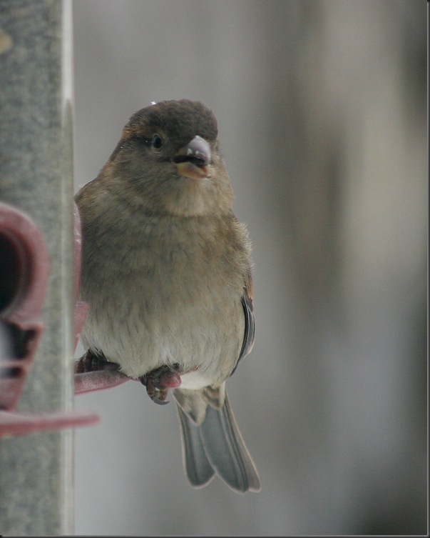 Sparrow feeding