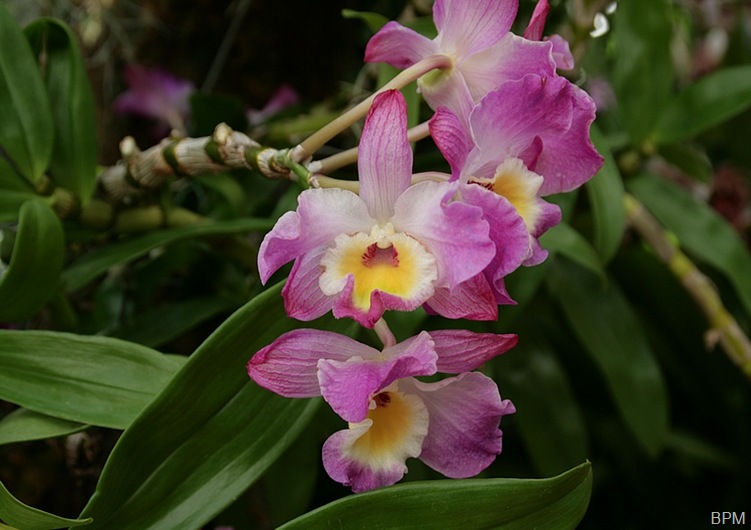 ORCHIDF