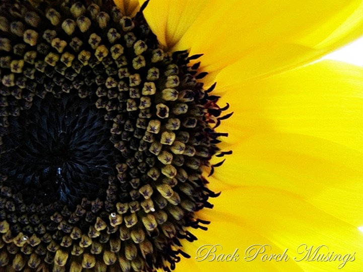 sunflowerd