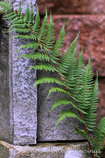 fern9