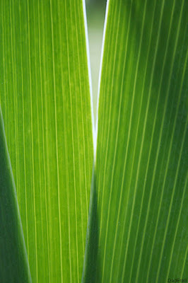Feuilles d'iris.