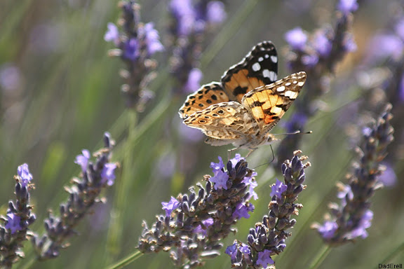 Papillon sur une fleur de lavande. Provence. Papillon sur une fleur de lavande. Provence.