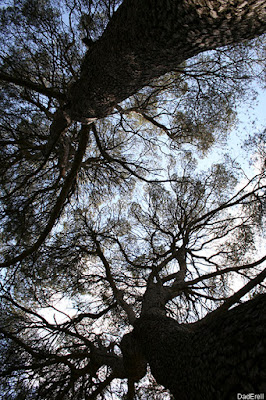 Pins et ciel en Provence