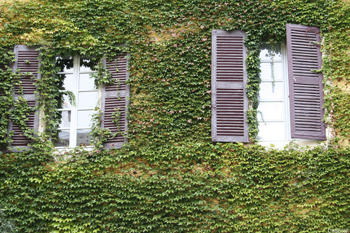façade maison lierre Chambery