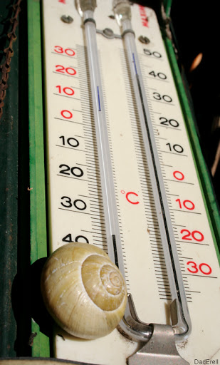 Escargot sur thermomètre 34°C