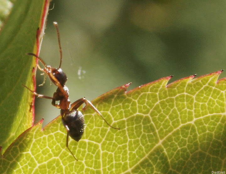 Fourmi sur une feuille de rosier