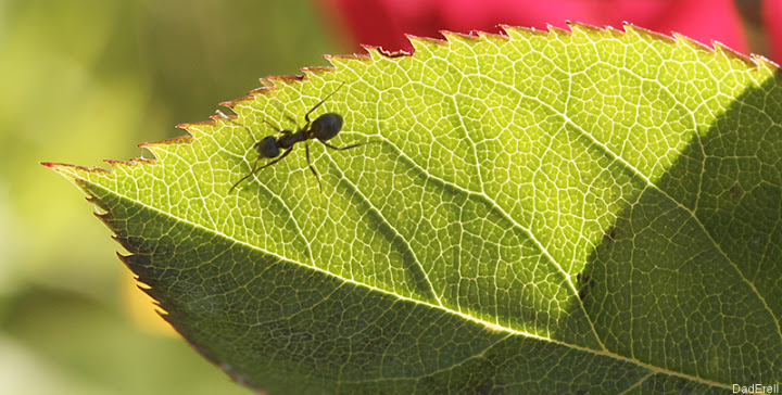 Fourmi sur une feuille de rosier