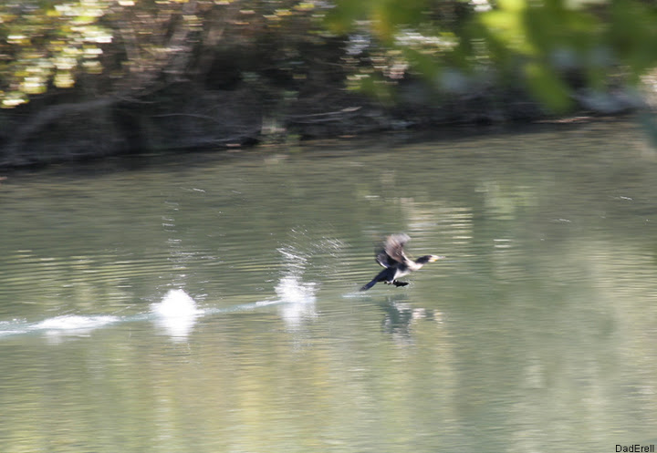 Canard au décollage sur le canal de Jonage Lyon