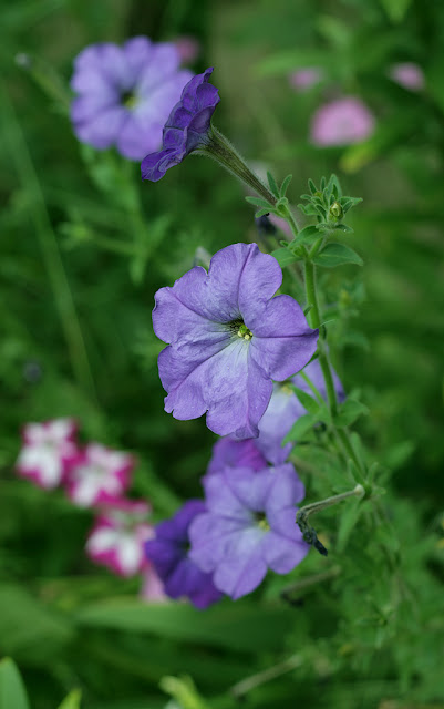 IMG_7384.jpg