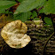 White Tree Fungi