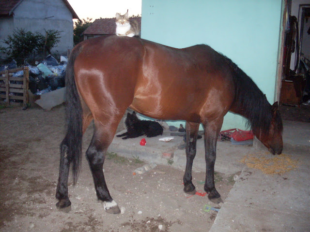 SDC10894.JPG