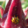 Lady Bug on Roselle Fruit..