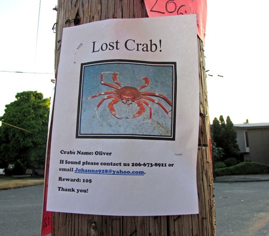 Lost (And Found) Pet Signs Seen On lolpicturegallery.blogspot.com