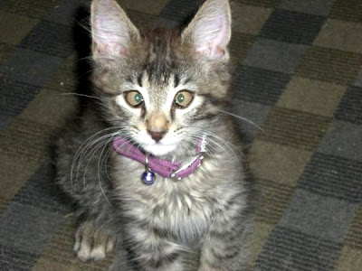 Cross-Eyed Cat Seen On  www.coolpicturegallery.us