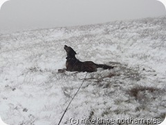bruno enjoys snow