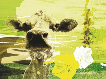 [Homeless Cow digitalt bilde, av -HAPPY HOME WALL- 2800kr[3].jpg]