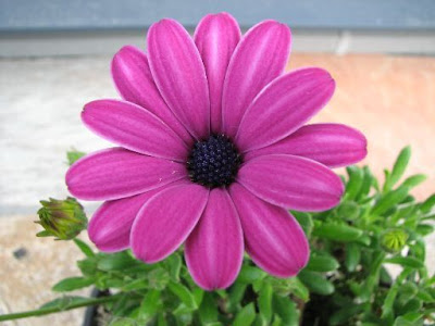 オスペルマム 842376-オスペルマム 育て方