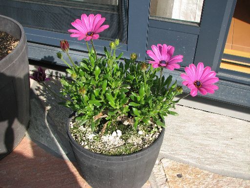 オステオスペルマムが漸く開花 てきとう園芸日記 楽天ブログ