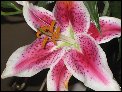 lilies1