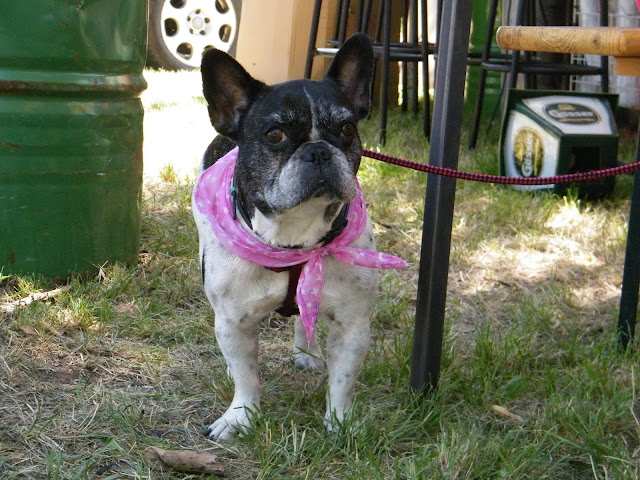 bulldog%20piknik2010%20056.jpg