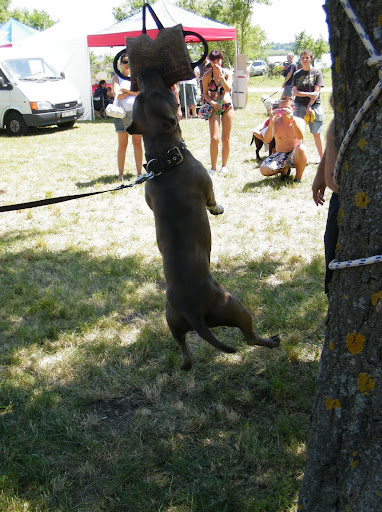bulldog%20piknik2010%20072.jpg