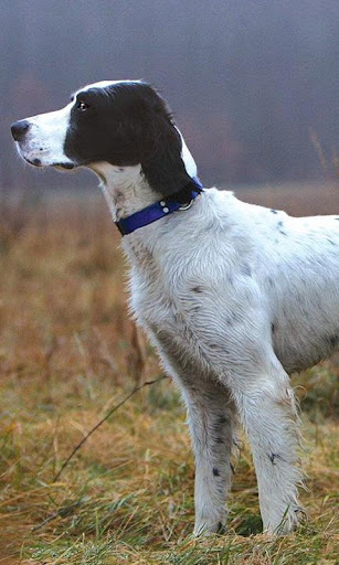 English Setters Wallpapers