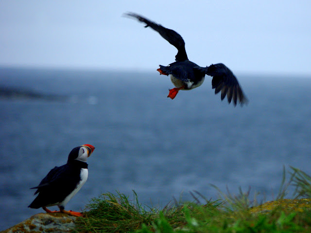 Comment Image
