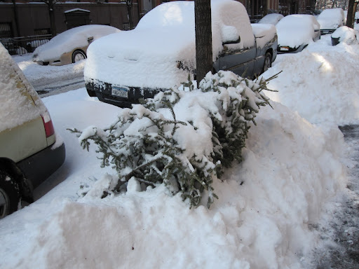 christmas trees-216