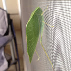 Green Leaf-Like Bug